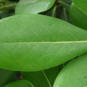 Photographie n°66879 du taxon Pittosporum tobira (Thunb.) W.T.Aiton [1811]