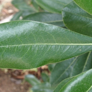 Photographie n°66889 du taxon Pittosporum tobira (Thunb.) W.T.Aiton [1811]