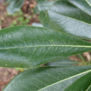 Photographie n°66891 du taxon Pittosporum tobira (Thunb.) W.T.Aiton [1811]