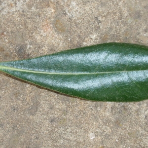 Photographie n°66899 du taxon Pittosporum tobira (Thunb.) W.T.Aiton [1811]