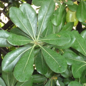 Photographie n°66930 du taxon Pittosporum tobira (Thunb.) W.T.Aiton [1811]