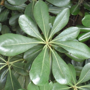 Photographie n°66933 du taxon Pittosporum tobira (Thunb.) W.T.Aiton [1811]