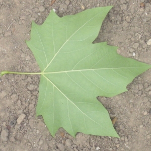 Photographie n°66942 du taxon Platanus x hispanica Mill. ex Münchh. [1770]