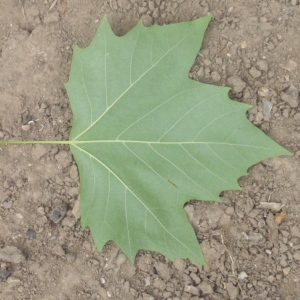 Photographie n°66943 du taxon Platanus x hispanica Mill. ex Münchh. [1770]