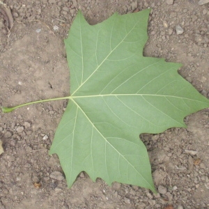 Photographie n°66946 du taxon Platanus x hispanica Mill. ex Münchh. [1770]