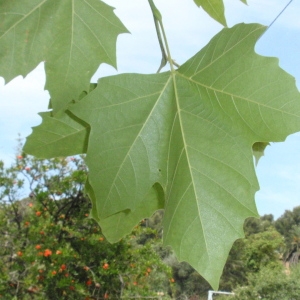 Photographie n°66947 du taxon Platanus x hispanica Mill. ex Münchh. [1770]