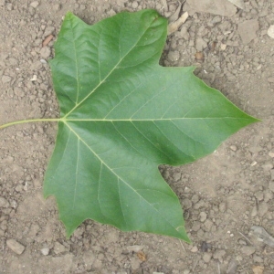 Photographie n°66950 du taxon Platanus x hispanica Mill. ex Münchh. [1770]