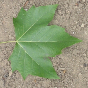 Photographie n°66952 du taxon Platanus x hispanica Mill. ex Münchh. [1770]