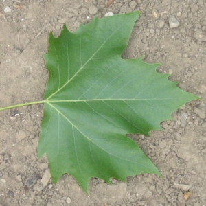 Photographie n°66954 du taxon Platanus x hispanica Mill. ex Münchh. [1770]