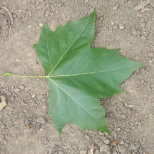 Photographie n°66956 du taxon Platanus x hispanica Mill. ex Münchh. [1770]