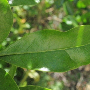 Photographie n°66959 du taxon Punica granatum L. [1753]