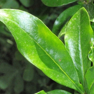 Photographie n°66961 du taxon Punica granatum L. [1753]