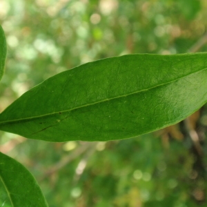 Photographie n°66962 du taxon Punica granatum L. [1753]