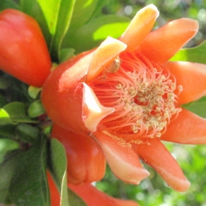 Photographie n°66966 du taxon Punica granatum L. [1753]