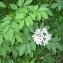  Daniel BARTHELEMY - Sambucus nigra L. [1753]