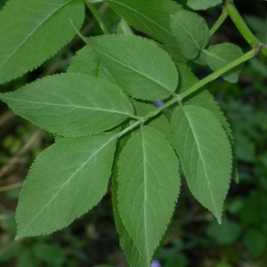 Photographie n°66985 du taxon Sambucus nigra L. [1753]