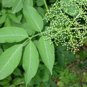 Photographie n°66993 du taxon Sambucus nigra L. [1753]