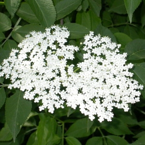 Photographie n°67001 du taxon Sambucus nigra L. [1753]