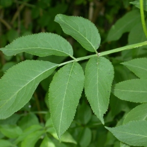 Photographie n°67006 du taxon Sambucus nigra L. [1753]