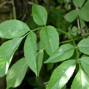 Photographie n°67007 du taxon Sambucus nigra L. [1753]