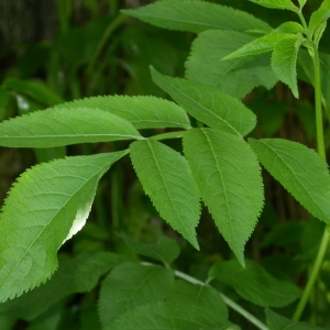 Photographie n°67008 du taxon Sambucus nigra L. [1753]