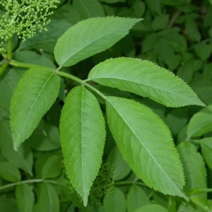 Photographie n°67010 du taxon Sambucus nigra L. [1753]