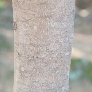 Photographie n°67033 du taxon Acacia dealbata Link [1822]