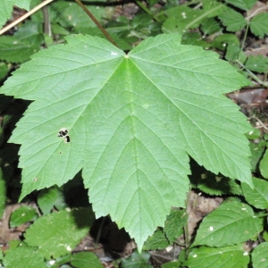 Photographie n°67037 du taxon Acer pseudoplatanus L. [1753]
