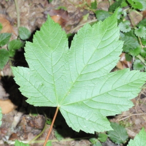 Photographie n°67038 du taxon Acer pseudoplatanus L. [1753]