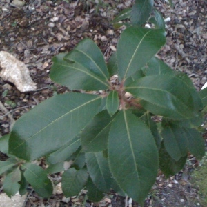 Photographie n°67090 du taxon Arbutus unedo L. [1753]