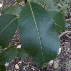 Photographie n°67091 du taxon Arbutus unedo L. [1753]