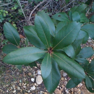 Photographie n°67094 du taxon Arbutus unedo L. [1753]