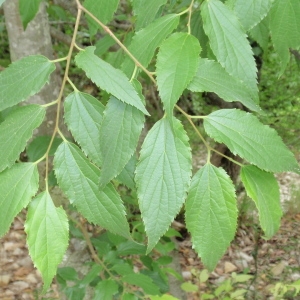 Photographie n°67096 du taxon Celtis australis L. [1753]