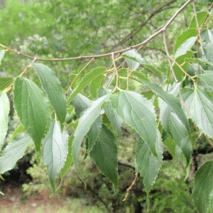 Photographie n°67099 du taxon Celtis australis L. [1753]