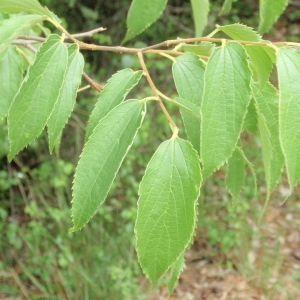 Photographie n°67101 du taxon Celtis australis L. [1753]