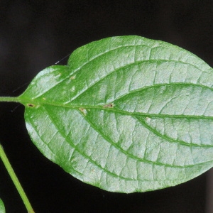 Photographie n°67114 du taxon Cornus sanguinea L. [1753]