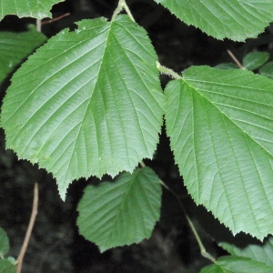 Photographie n°67115 du taxon Corylus avellana L. [1753]