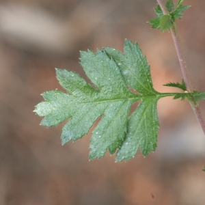 Photographie n°67119 du taxon Crataegus monogyna Jacq. [1775]