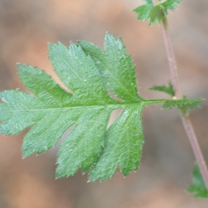 Photographie n°67121 du taxon Crataegus monogyna Jacq. [1775]