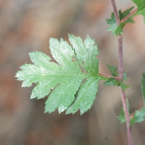 Photographie n°67122 du taxon Crataegus monogyna Jacq. [1775]