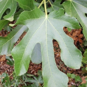 Photographie n°67132 du taxon Ficus carica L. [1753]