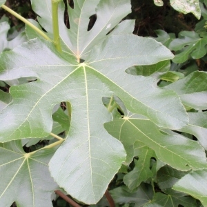 Photographie n°67133 du taxon Ficus carica L. [1753]