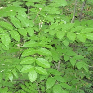 Photographie n°67134 du taxon Fraxinus excelsior L. [1753]