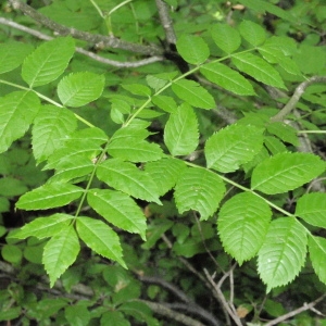 Photographie n°67137 du taxon Fraxinus excelsior L. [1753]