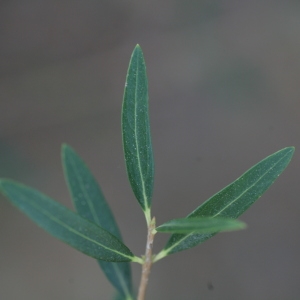 Photographie n°67165 du taxon Phillyrea angustifolia L. [1753]