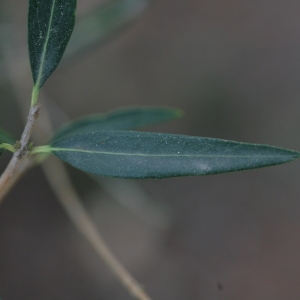 Photographie n°67167 du taxon Phillyrea angustifolia L. [1753]