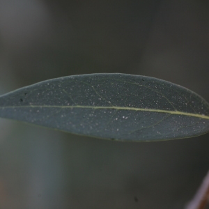 Photographie n°67168 du taxon Phillyrea angustifolia L. [1753]