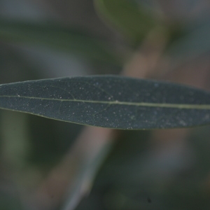 Photographie n°67170 du taxon Phillyrea angustifolia L. [1753]