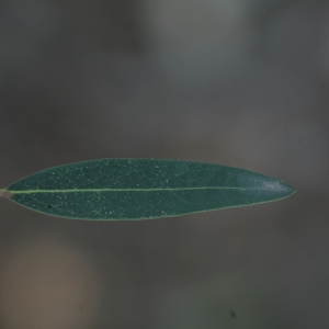 Photographie n°67171 du taxon Phillyrea angustifolia L. [1753]