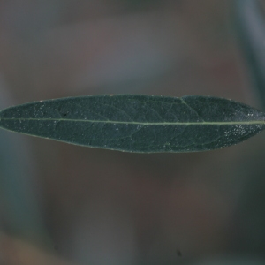 Photographie n°67172 du taxon Phillyrea angustifolia L. [1753]